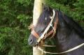  Le Maroc fete son Moussem a Evry-Bondoufle  - Les chevaux marocains Les Chevaux Marocains 083
